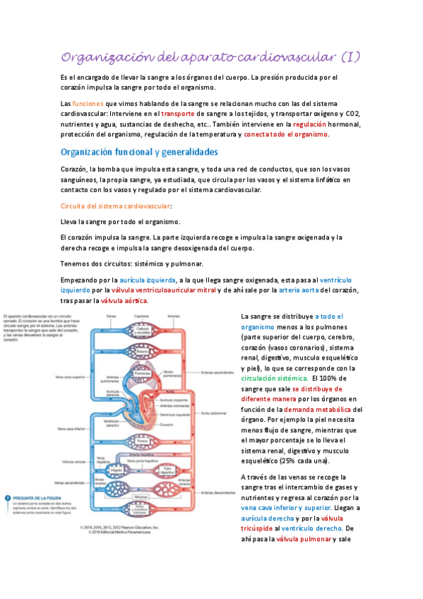 Miniatura del documento Aparato-cardiovascular-I.pdf