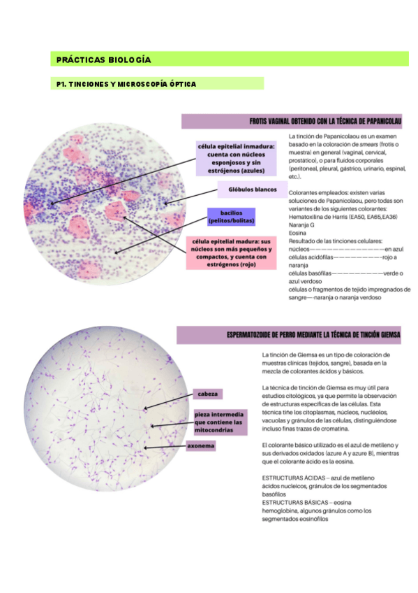 Miniatura del documento PRACTICASBIO.pdf