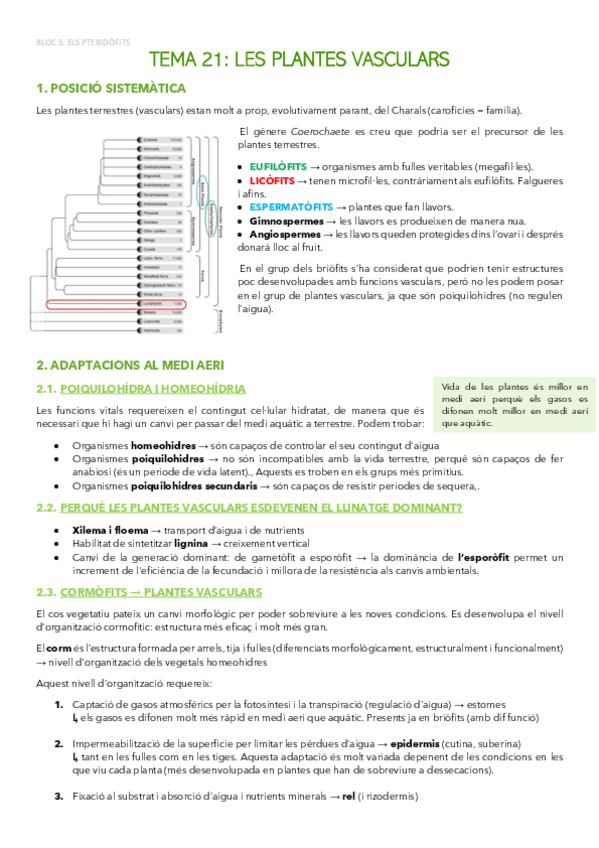 Miniatura del documento Bloc-5.-ELS-PTERIDOFITS.pdf