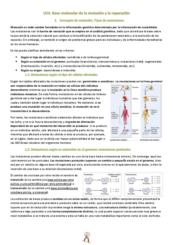 Miniatura del documento U14.-Base-molecular-de-las-mutaciones-y-la-reparacion.pdf