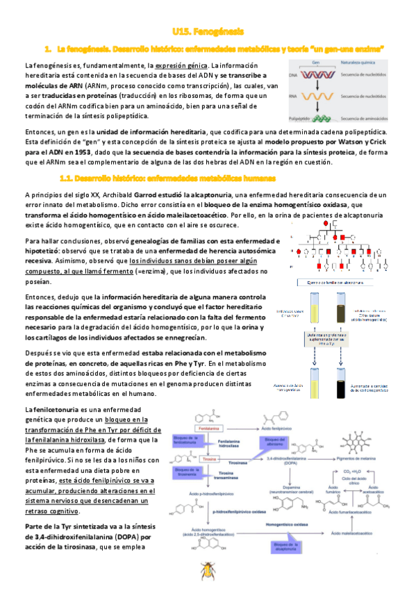 Miniatura del documento U15.-Fenogenesis.pdf