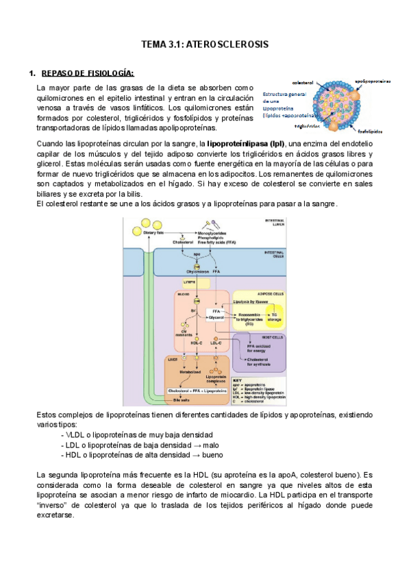 Miniatura del documento tema-3.1-bases.docx.pdf