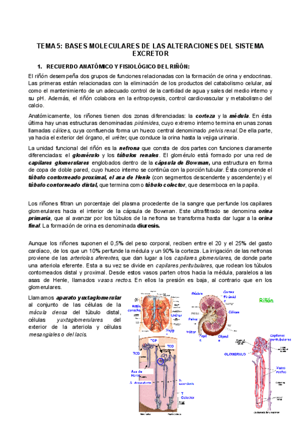 Miniatura del documento Tema5Bases-fisiologicas-alteraciones-sistema-excretor.docx.pdf