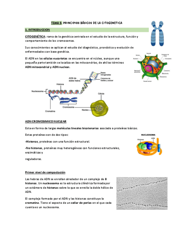 Miniatura del documento PRINCIPIOS-BASICOS-DE-LA-CITOGENETICA.pdf
