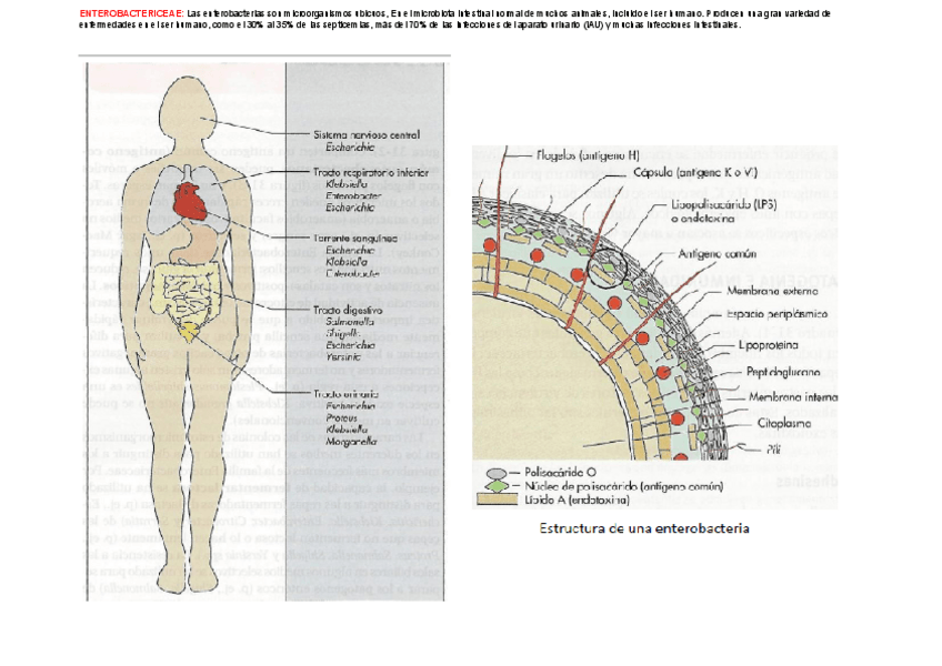 Miniatura del documento ENTEROBACTERICEAE-PRACTICA-RESUMEN.pdf