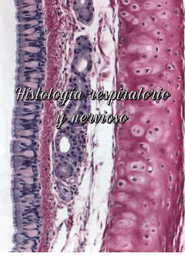 Miniatura del documento Histologia-respiratorio-y-nervioso.pdf