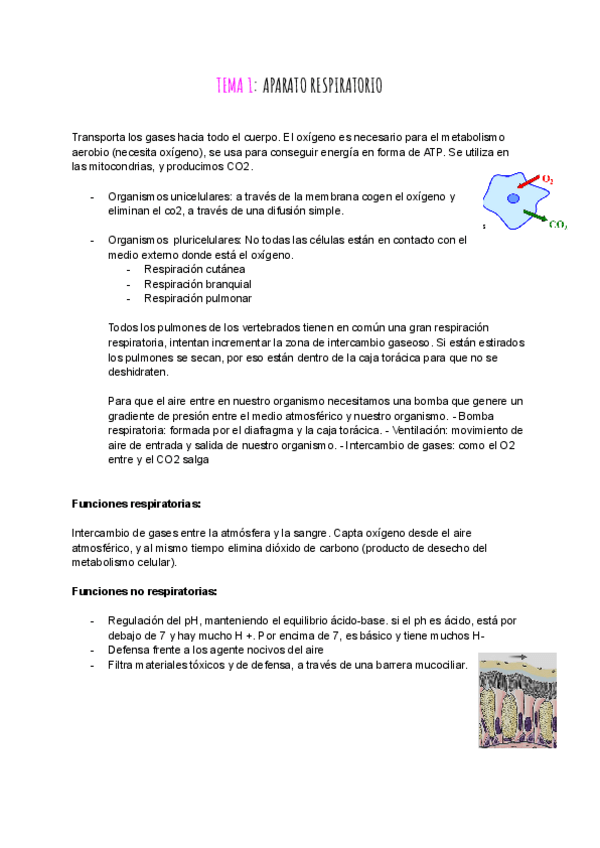 Miniatura del documento TODO SISTEMA RESPIRATORIO.pdf