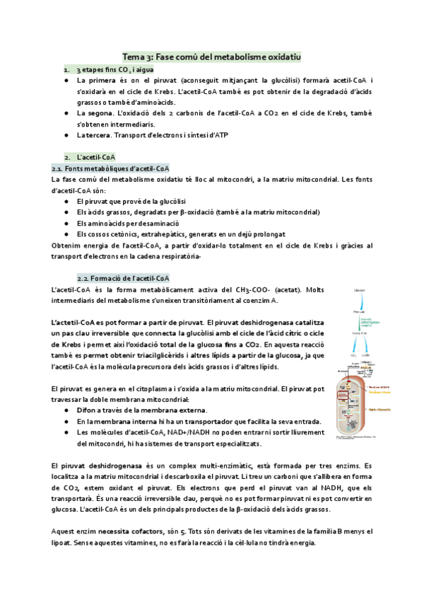 Miniatura del documento Tema-3-El-metabolisme-comu.pdf