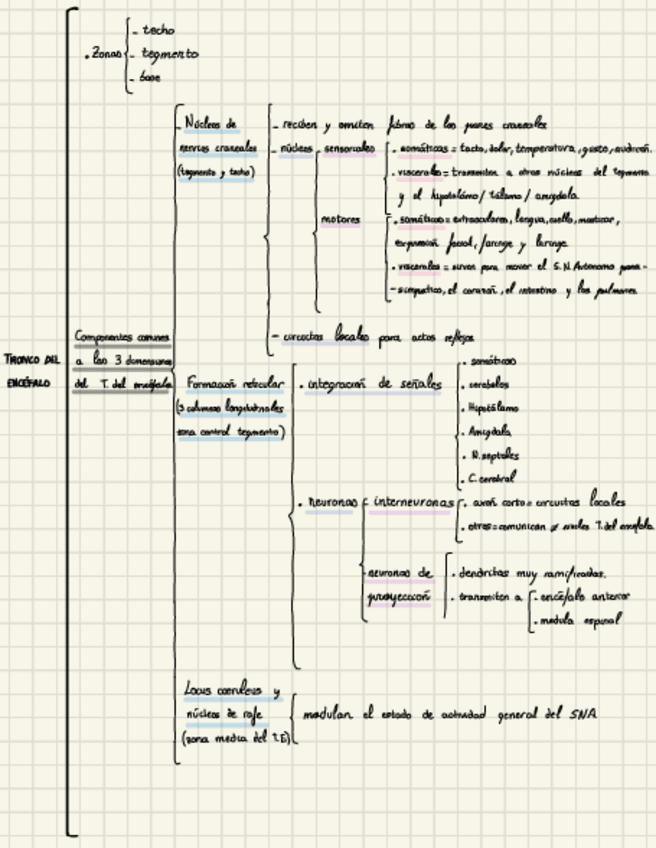 Miniatura del documento Tronco encéfalo esquema 1.pdf