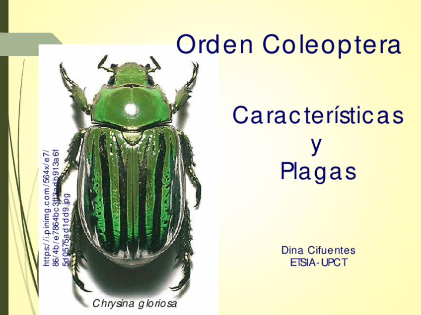 Miniatura del documento PDF-expo-COLEOPTERA-2022.pdf