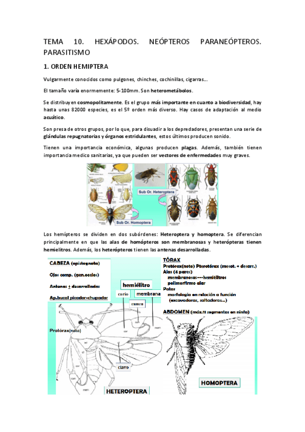 Miniatura del documento TEMA-10.-Hexapodos.-Neopteros-paraneopteros.-Parasitismo.pdf