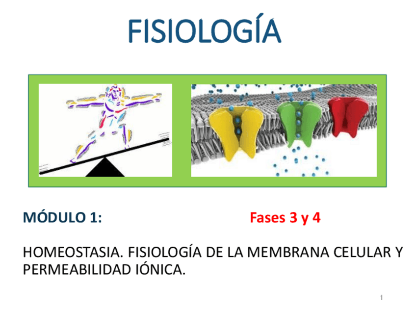 Miniatura del documento FISIOLOGIAMOD1fases-3-y-4.pdf