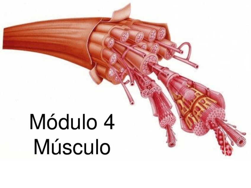 Miniatura del documento Fase-1A.pdf