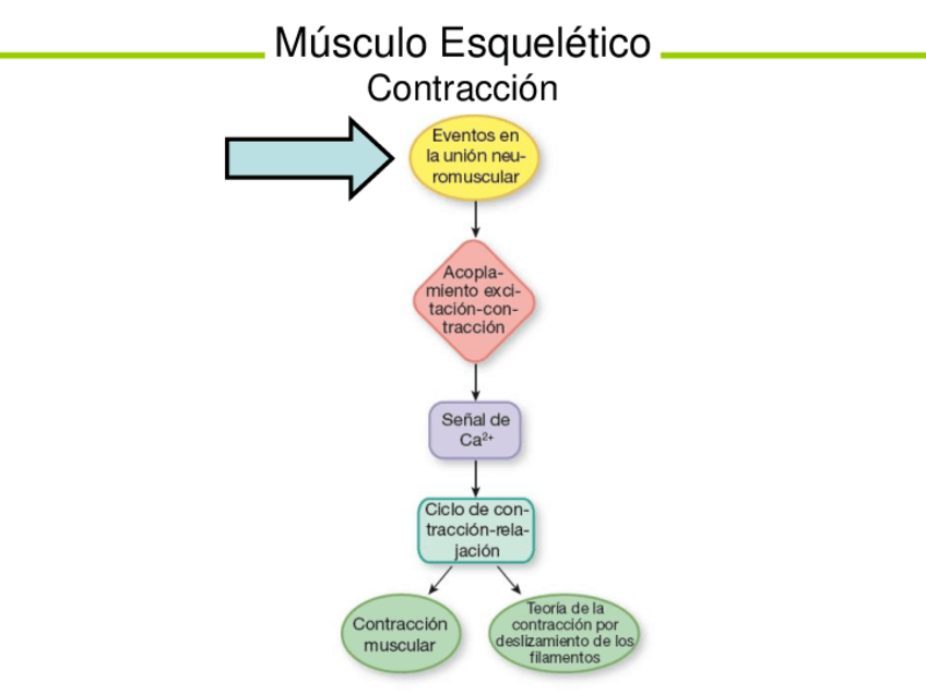Miniatura del documento Fase-1B.pdf