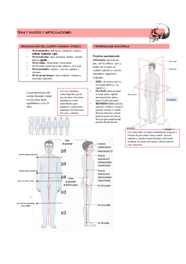 Miniatura del documento APARATO-LOCOMOTOR-v1.pdf