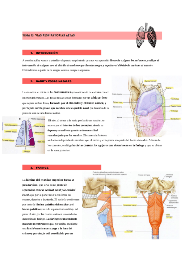Miniatura del documento APARATO-RESPIRATORIO.pdf