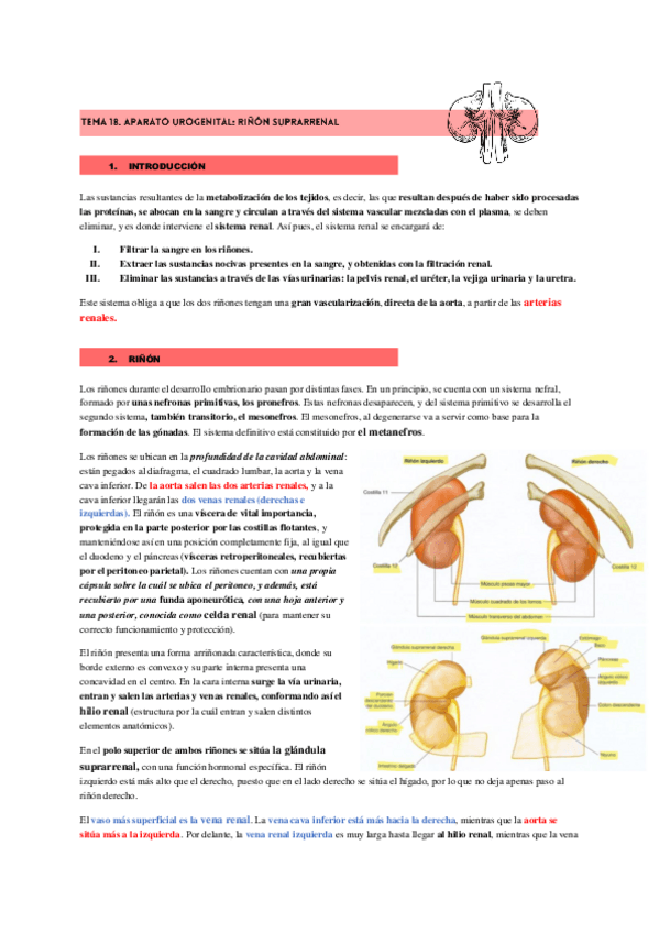 Miniatura del documento APARATO-UROGENITAL.pdf