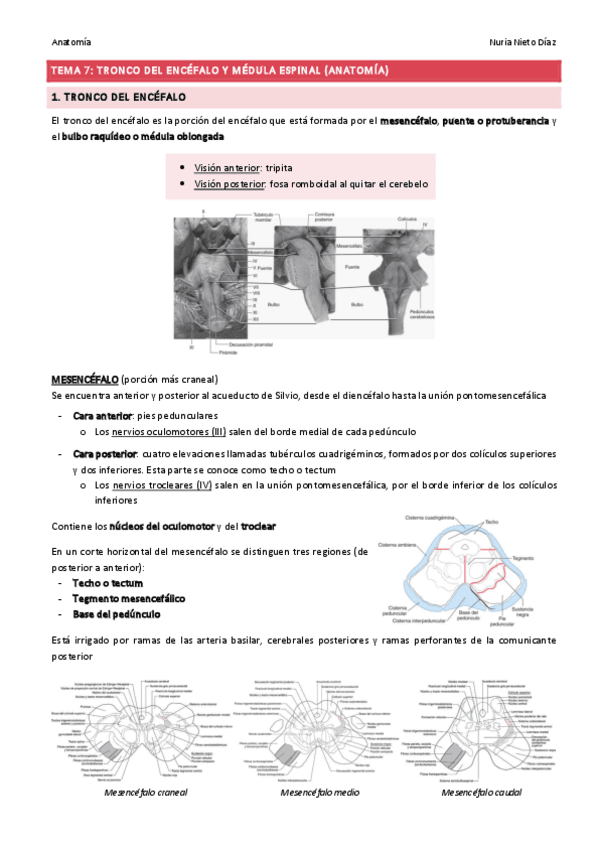 Miniatura del documento TEMA 7 - Tronco del encéfalo y médula espinal (Anatomía).pdf