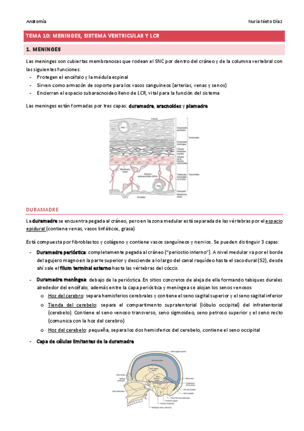 Miniatura del documento TEMA 10 - Meninges, sistema ventricular y LCR.pdf