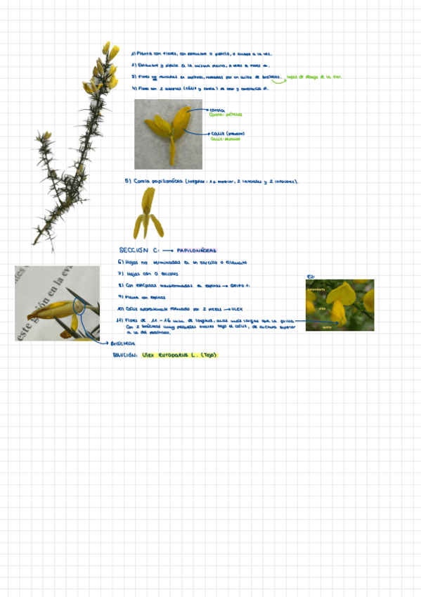 Miniatura del documento practicas-botanica-2023.pdf