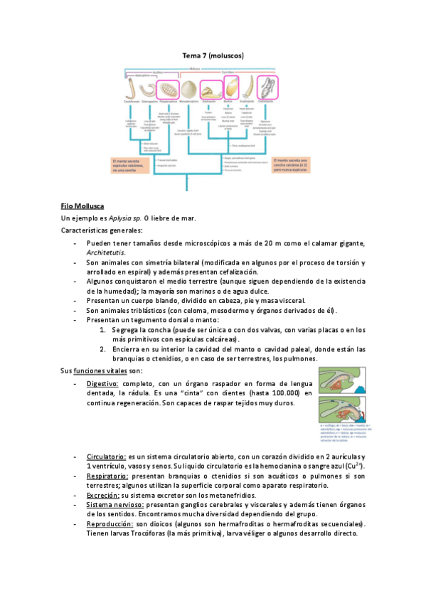 Miniatura del documento TEMA-7.pdf
