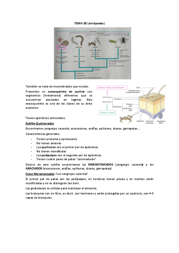Miniatura del documento TEMA-10.pdf