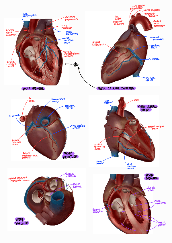 Miniatura del documento Anatomia-Practiques-fisio-II.pdf