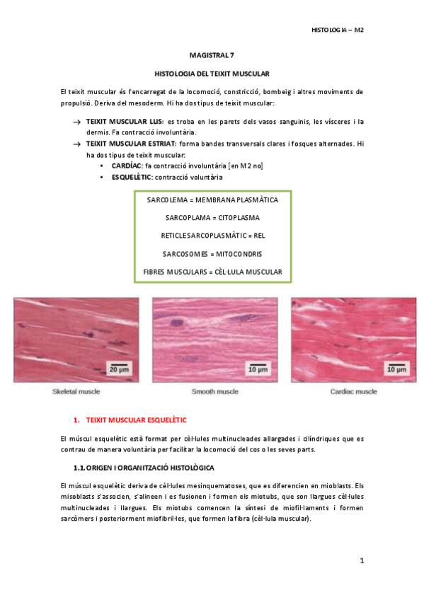 Miniatura del documento MAGISTRAL-7-TEIXIT-MUSCULAR.pdf