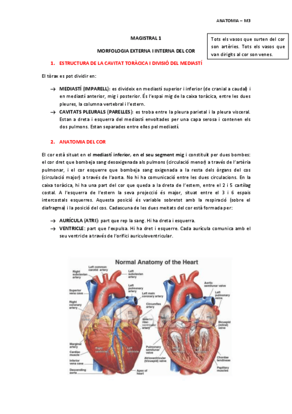 Miniatura del documento MAGISTRAL-1-ANATOMIA-INTERNA-I-EXTERNA-DEL-COR.pdf