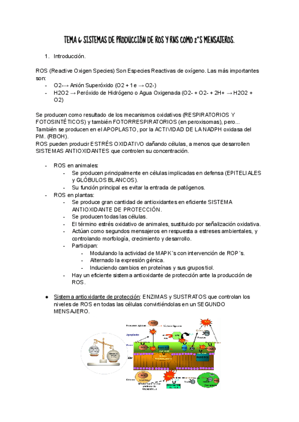 Miniatura del documento TEMA-6-SISTEMAS-DE-PRODUCCION-DE-ROS-Y-NOS-COMO-2oS-MENSAJEROS.pdf