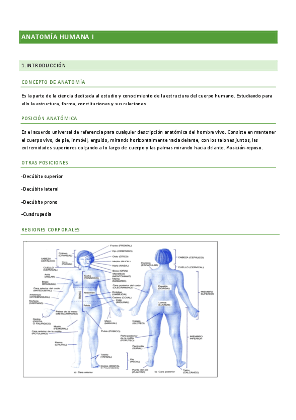 Miniatura del documento APUNTES-ANATOMIA-I.pdf