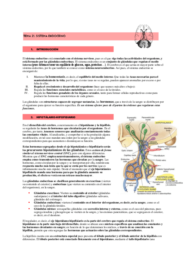 Miniatura del documento ORGANOS-DE-LOS-SENTIDOS-SISTEMA-ENDOCRINO.pdf