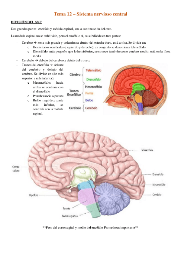 Miniatura del documento Tema-12-Sistema-nervioso-central.pdf