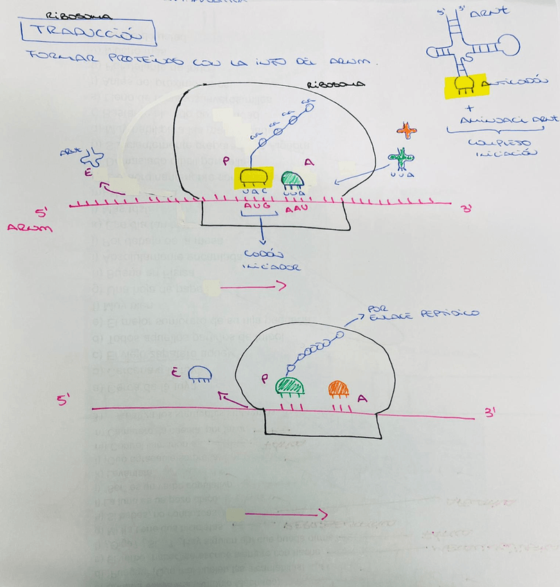 Miniatura del documento TRADUCCIÓN ESQUEMA VISUAL.jpeg