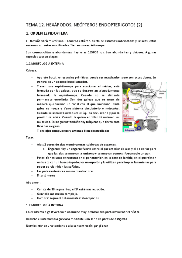Miniatura del documento TEMA-12.-Hexapodos.-Neopros-endopterigotos-2.pdf