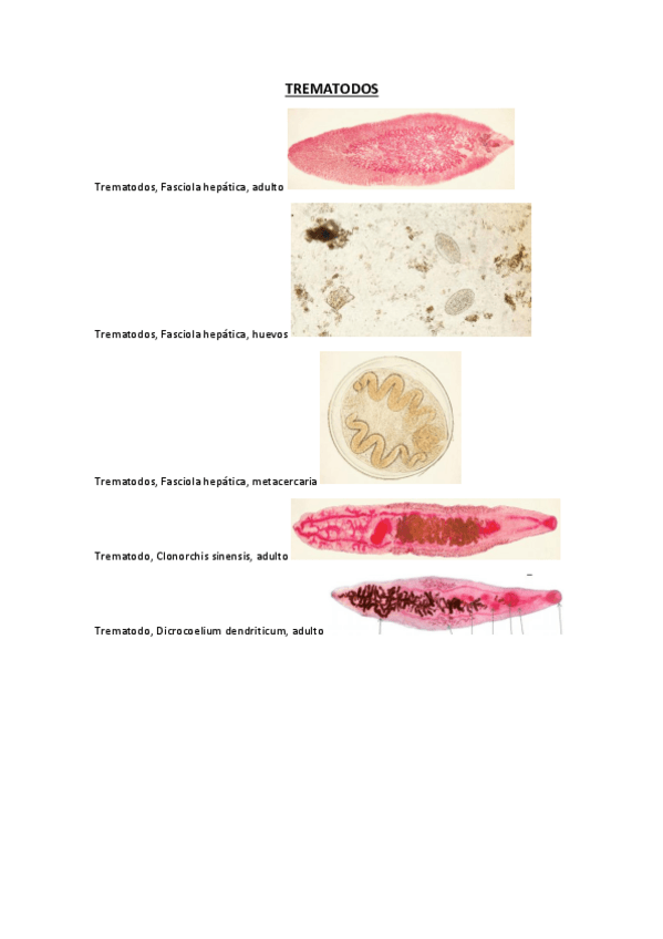 Miniatura del documento PRACTICAS-PARASITOLOGIA.pdf