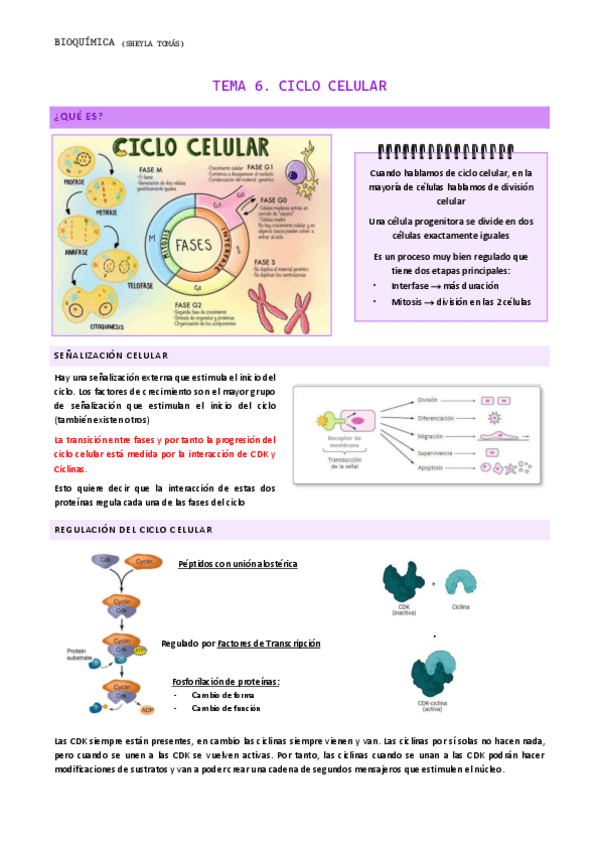 Miniatura del documento TEMA-6.-Ciclo-Celular.pdf
