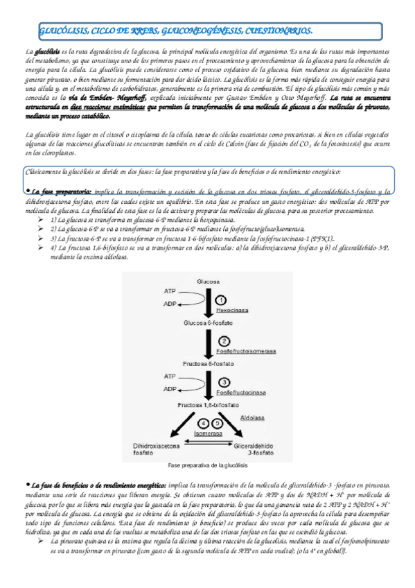 Miniatura del documento GLUCOLISIS- KREBS Y GLUCONEOGÉNESIS.docx