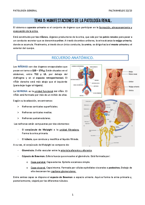 Miniatura del documento 11.-Manifestaciones-de-la-patologia-renal.pdf