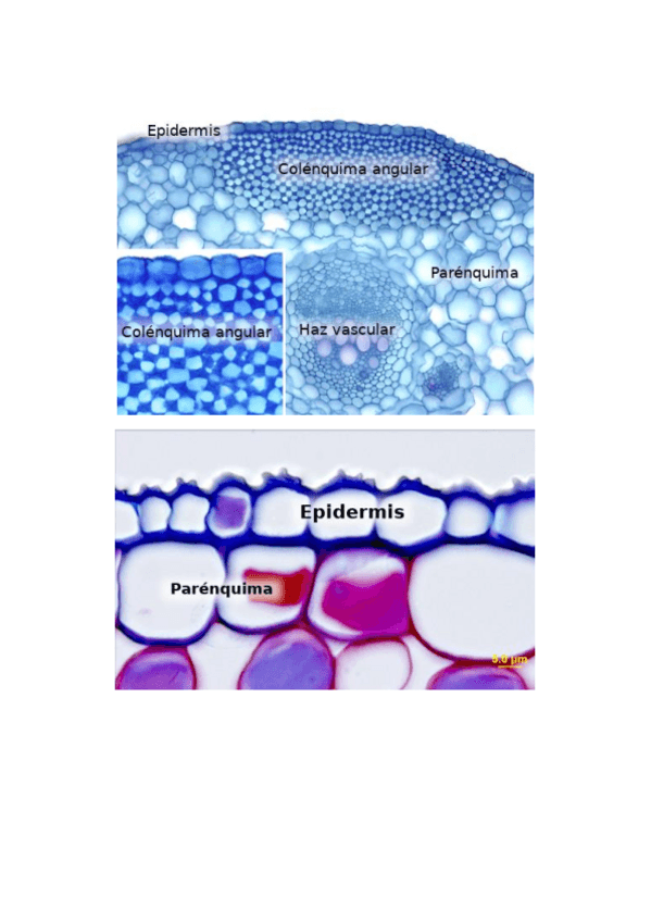 Miniatura del documento Imatges-parcial.pdf