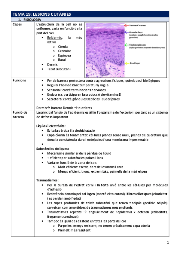 Miniatura del documento FP-Tema19cutanies.pdf