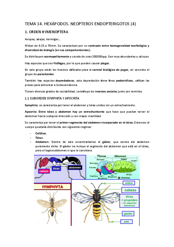 Miniatura del documento TEMA-14.-Hexapodos.-Neopteros-endopterigotos-4.pdf