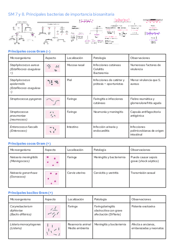 Miniatura del documento SM-7--8.-Principales-bacterias-de-importancia-biosanitaria.pdf