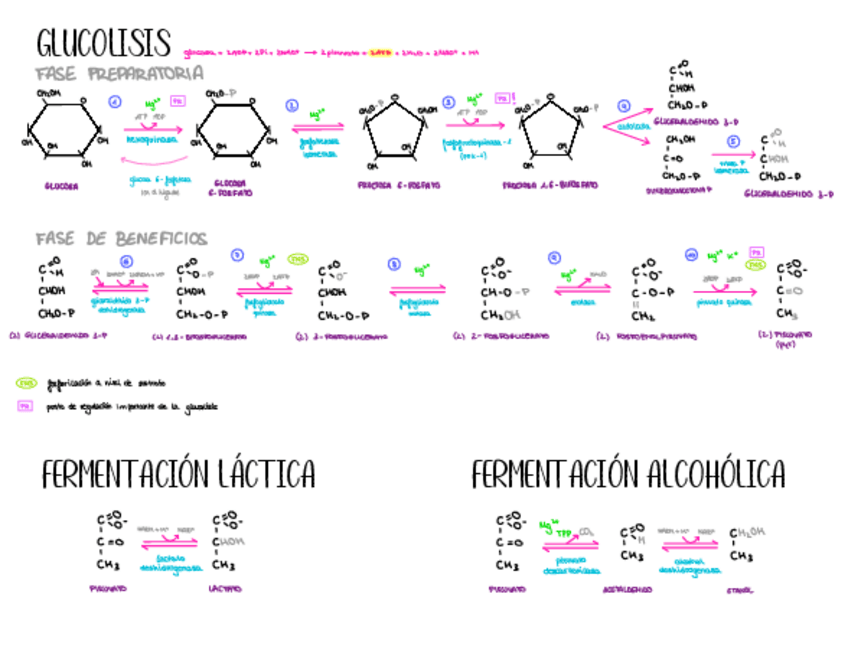 Miniatura del documento GLUCOLISIS.pdf