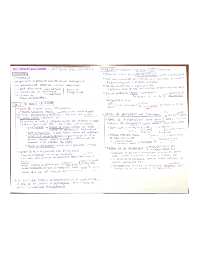 Miniatura del documento ESQUEMA-T-2.2-en-2-CARES.pdf