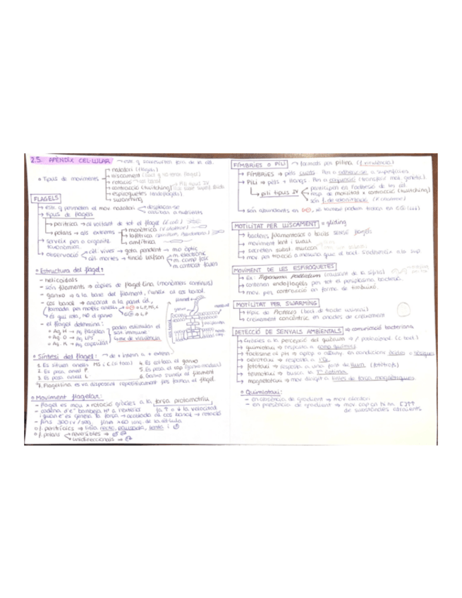 Miniatura del documento ESQUEMA-T-2.5-EN-2-CARES.pdf