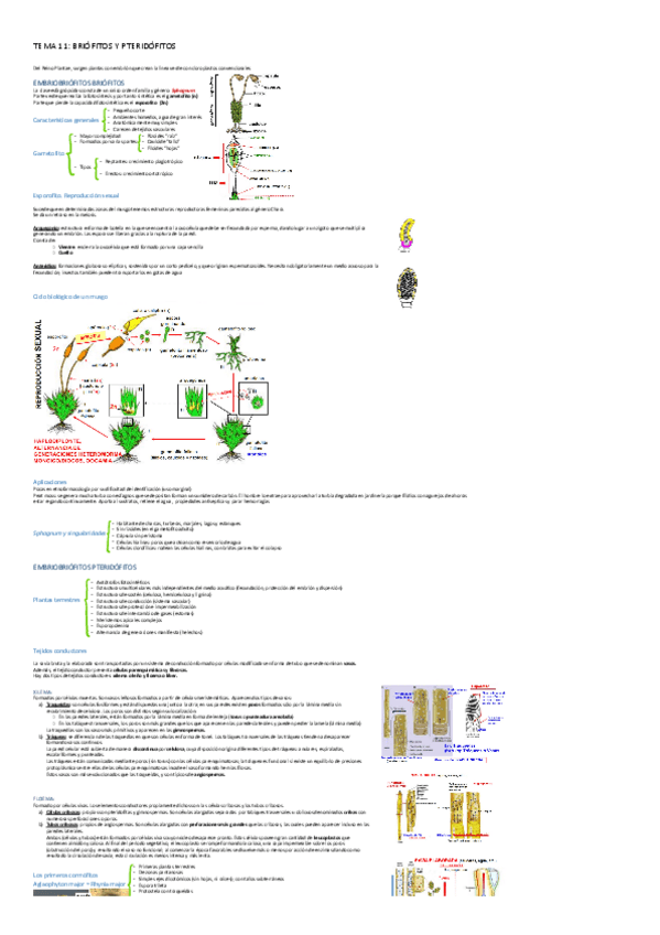 Miniatura del documento ESQUEMA-TEMA-11-B-1o.pdf