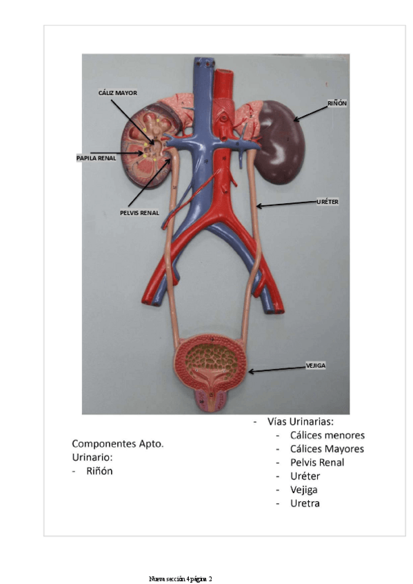Miniatura del documento pract-genitourinario-1.pdf