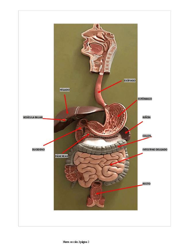 Miniatura del documento practicas-digestivo-2.pdf