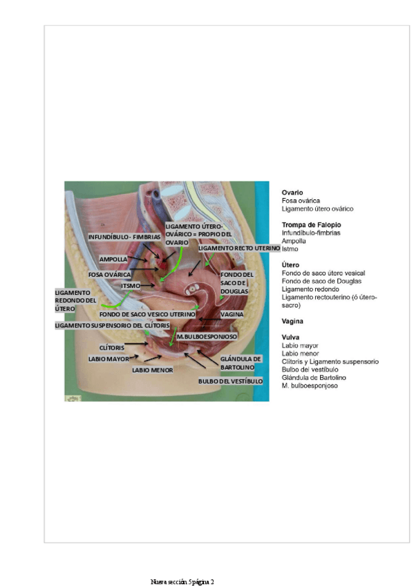 Miniatura del documento practicas-genito-urinario-2.pdf